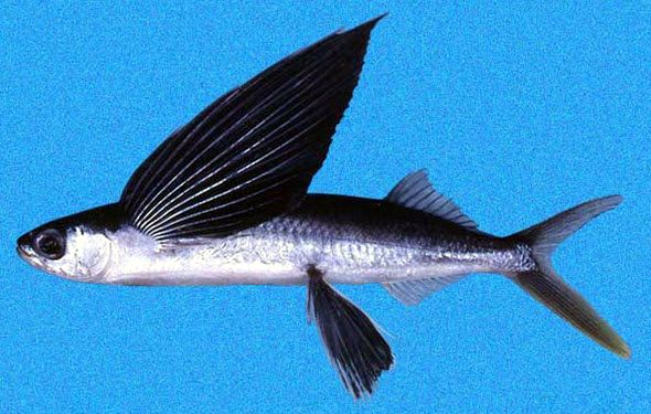 Hirundichthys rondeletii_06